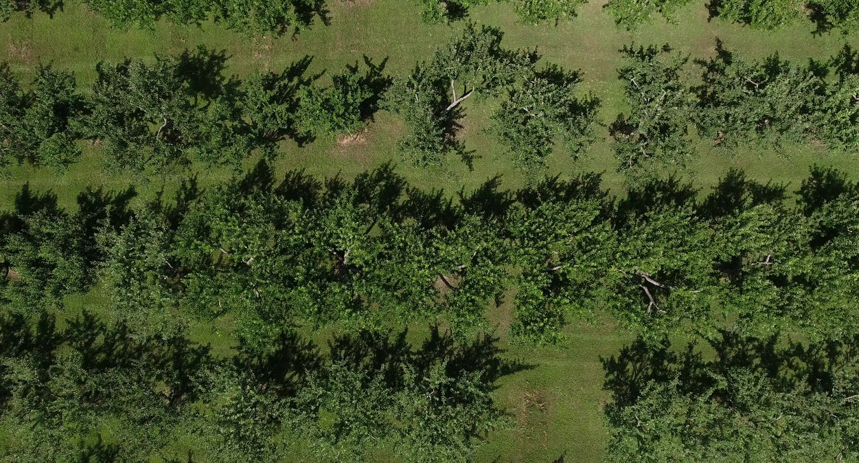 DJI_0551